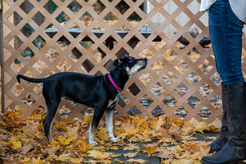 A cute little black and white feist dog playing with its owner outside in autumn