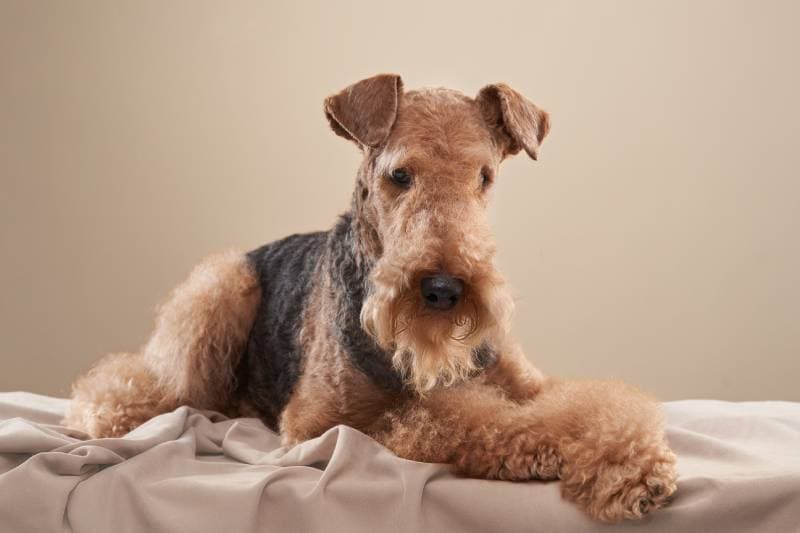 Airedale terrier dog on a beige background