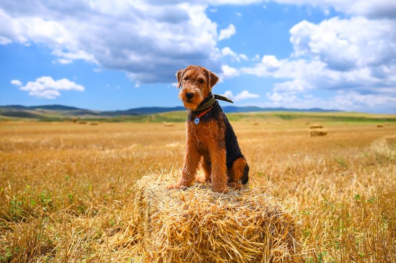 Airedale terrier puppy sits in a field on a haystack