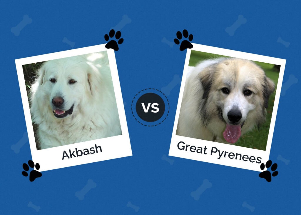 Akbash vs Great Pyrenees