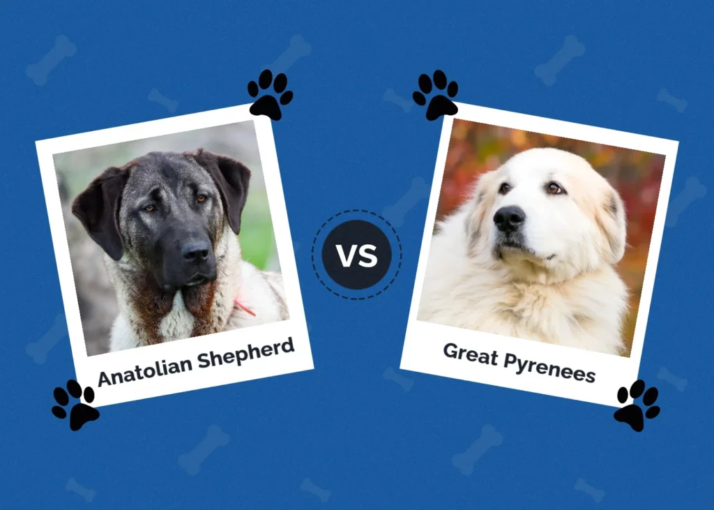 Anatolian Shepherd vs Great Pyrenees - Featured Image