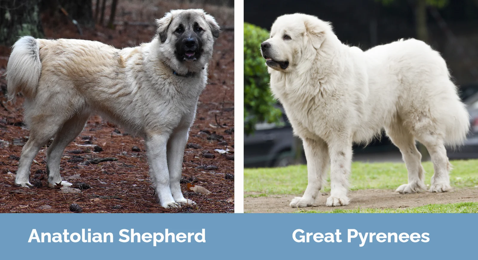 Anatolian Shepherd vs. Great Pyrenees The Differences With