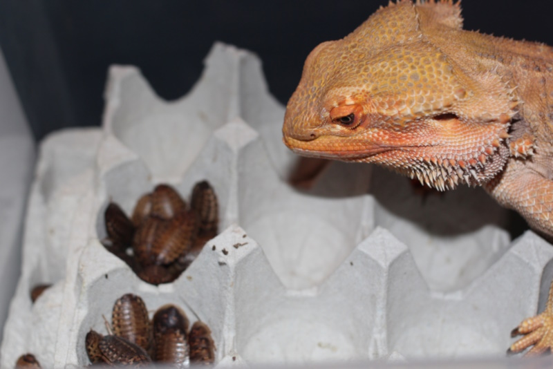 Bearded dragon about to eat dubia roaches