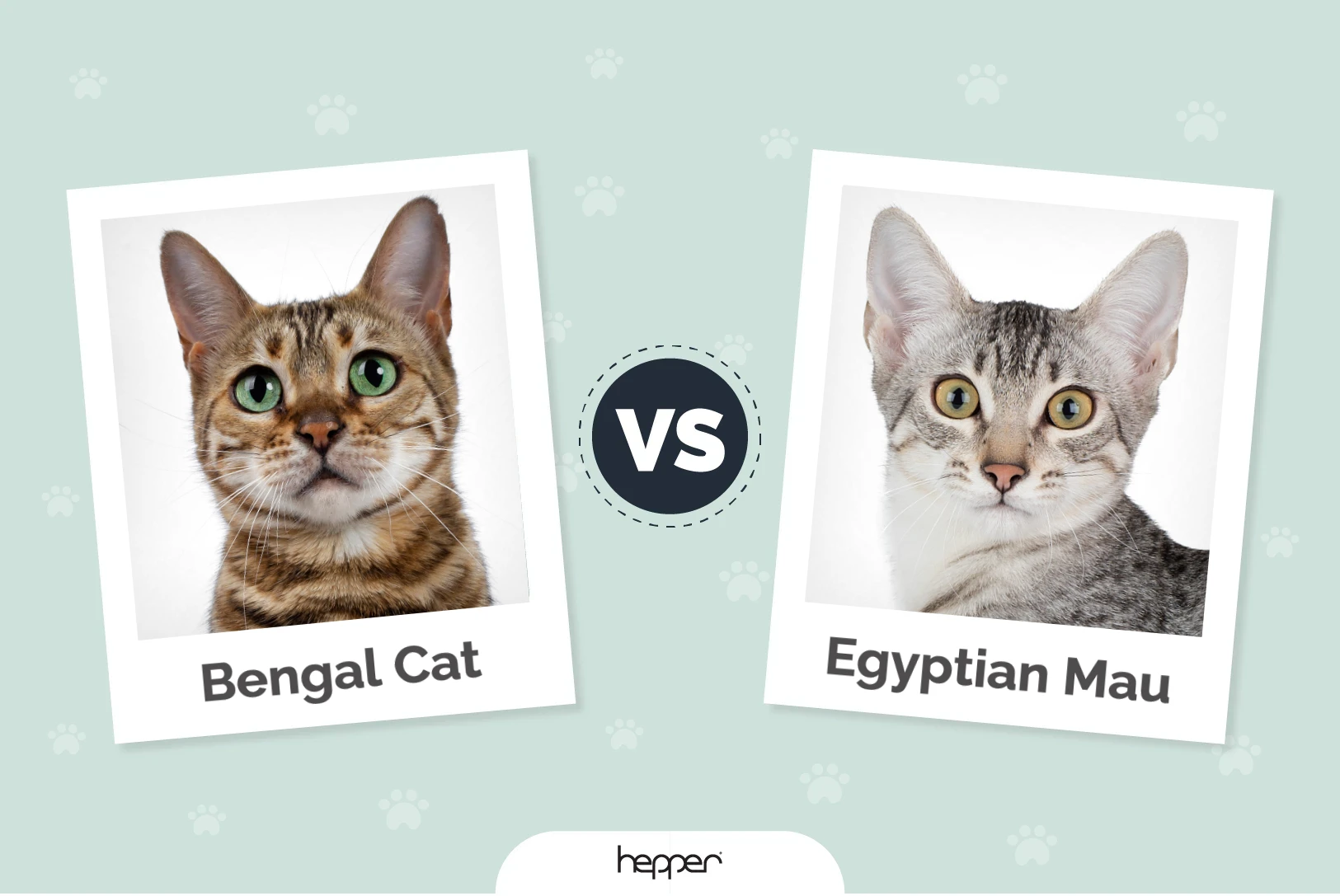 Bengal vs Egyptian Mau - Featured Image