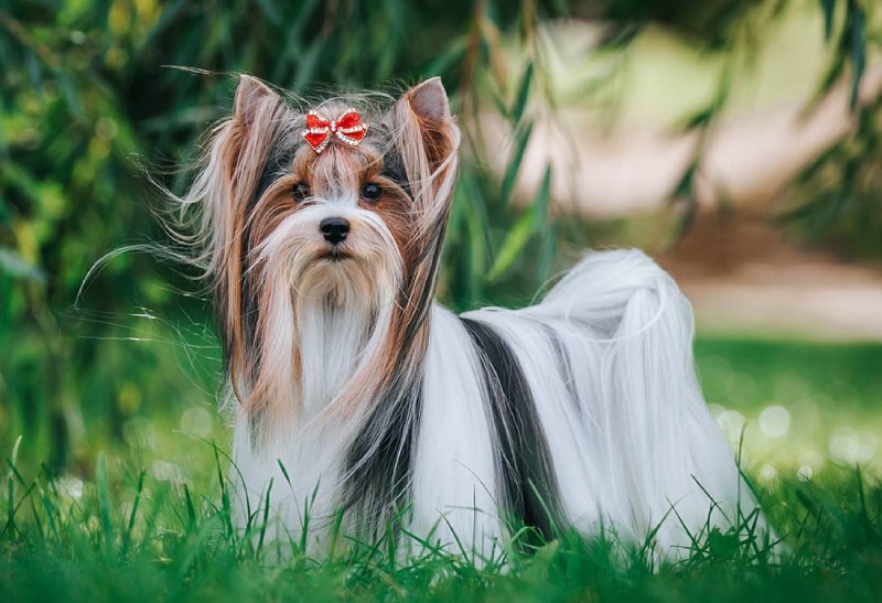 Biewer terrier dog standing on grass