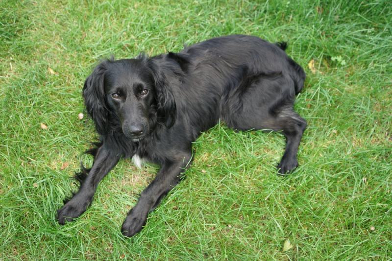 Black Markiesje dog laying in the grass