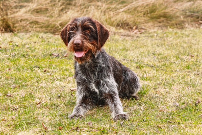 Bohemian Wirehaired Pointing Griffon dog sitting on grass