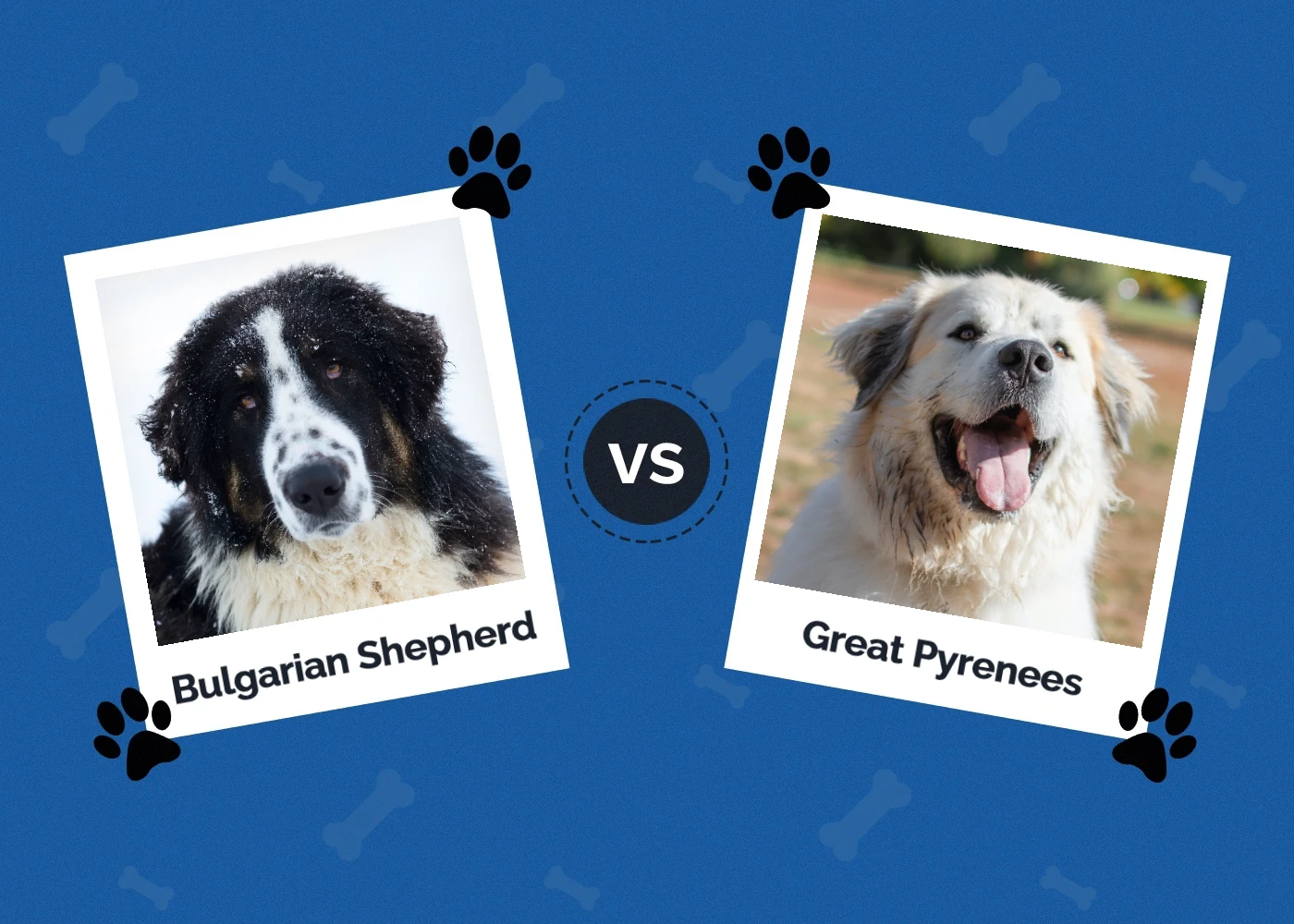 Bulgarian Shepherd vs Great Pyrenees - Featured Image