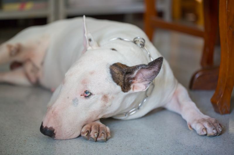 Bull terrier old dog sick and have lesion on its eye and body