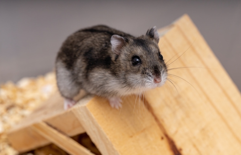 Hamster species: characteristics and advice