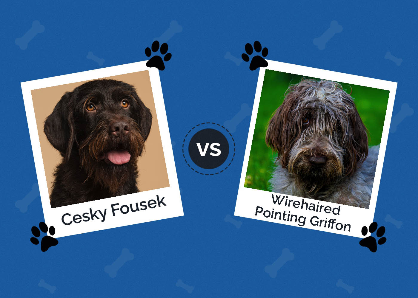 Cesky Fousek vs Wirehaired Pointing Griffon