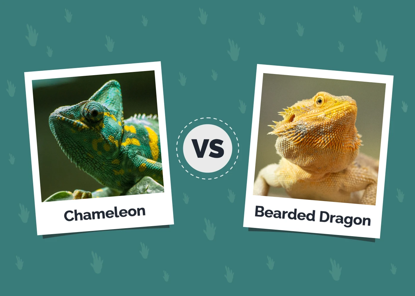 Chameleon vs Bearded Dragon - Featured Image