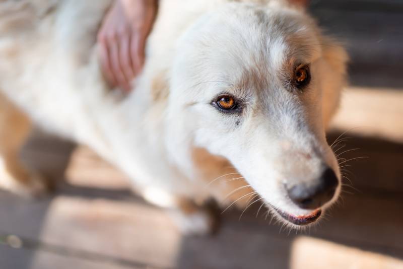 Closeup of young white great pyrenees dog looking up with brown eyes and person owner petting touching back