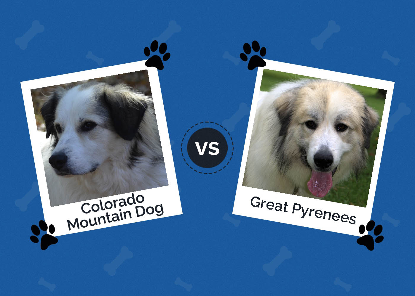 Colorado Mountain Dog vs Great Pyrenees