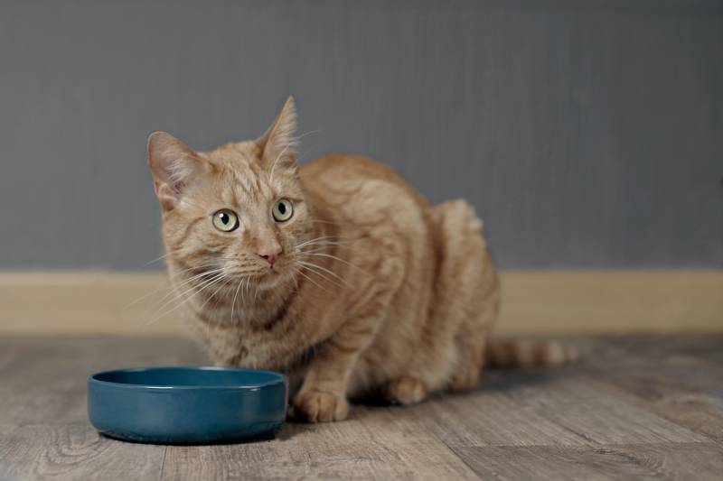 Cute ginger cat waiting for food at home