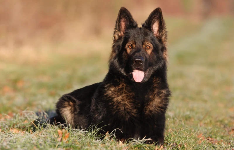 Dark sable longcoated DDR german shepherd dog lying on the grass