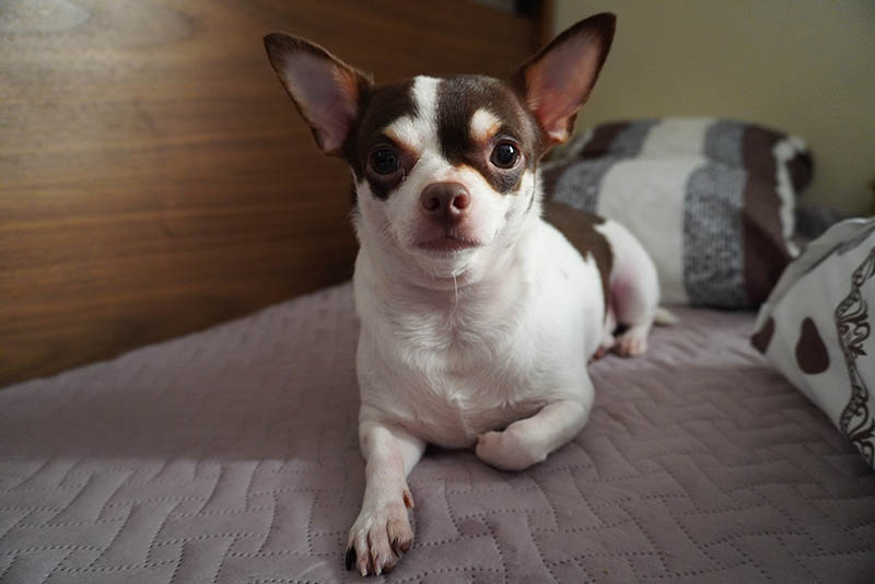 Deer-head chihuahua