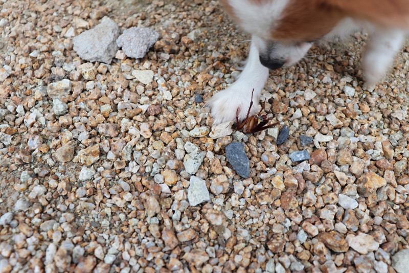 Dog Stomp Cockroach