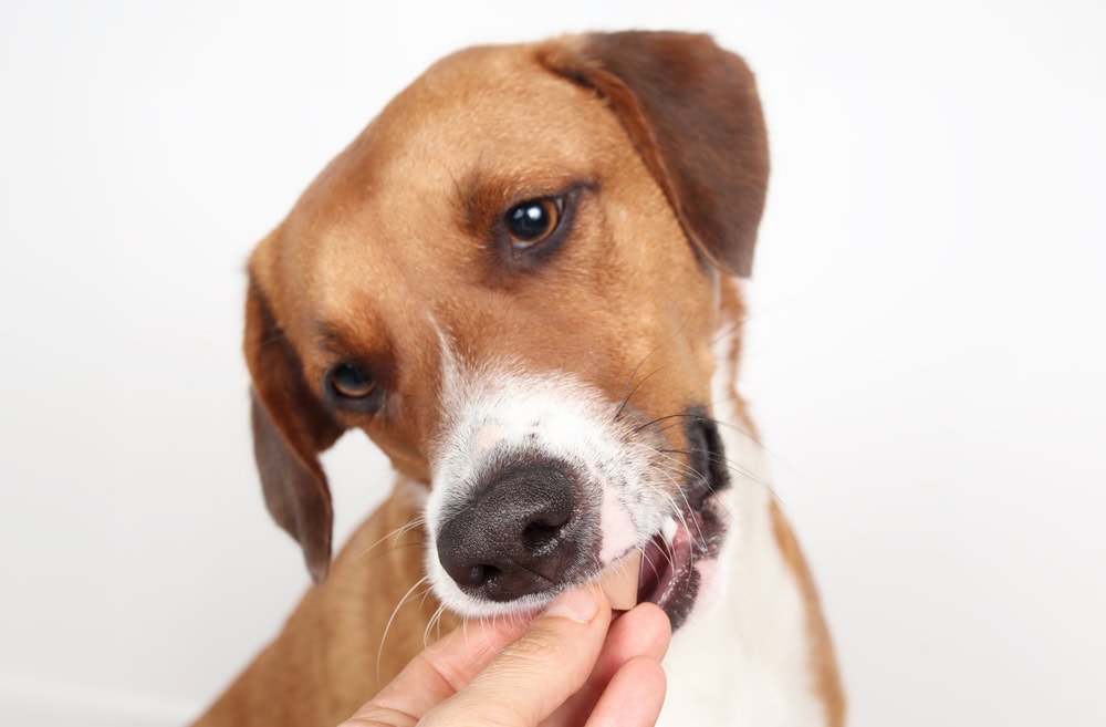 Dog eating medication from owners hand