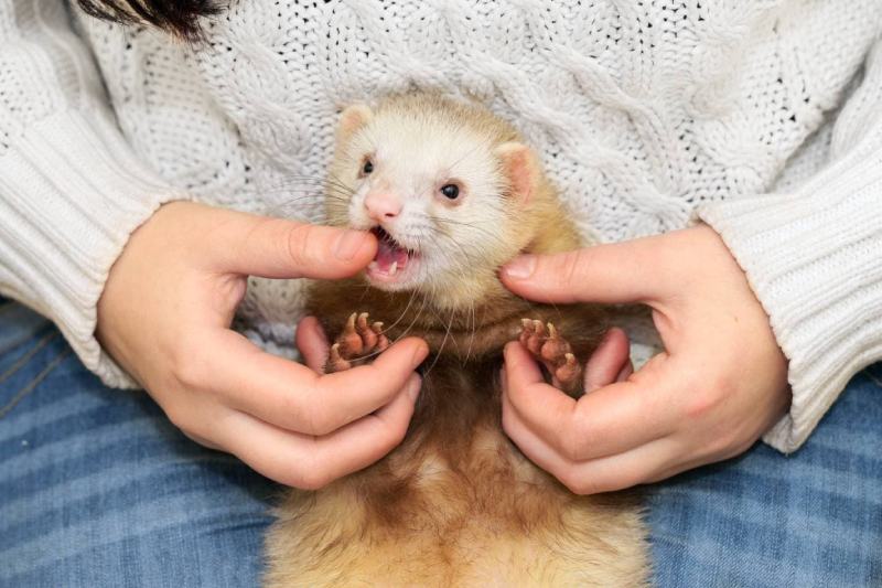 Ferret is trying to bite the woman's hand