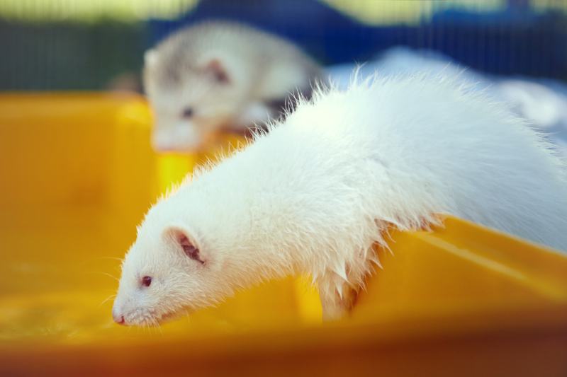 Ferret outdoor enjoying relaxation and swimming pool with friends