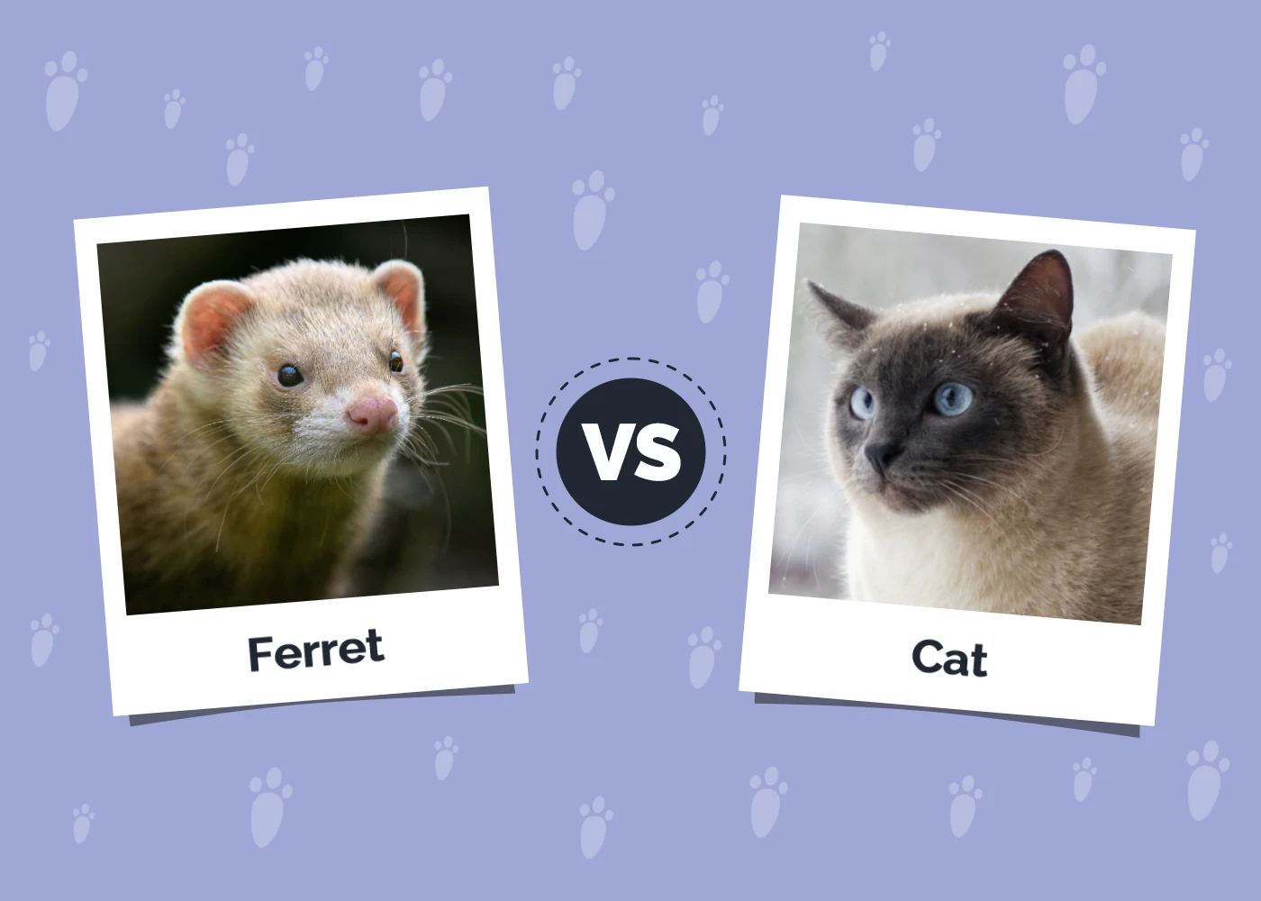 Ferret vs Cat - Featured Image