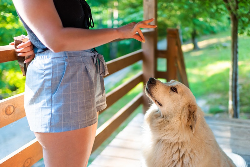 Great Pyrenees dog Training with owner