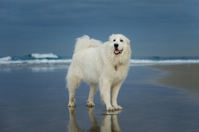 Great Pyrenees dog standing at by the beach