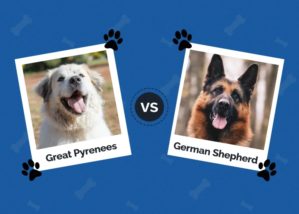 Great Pyrenees vs German Shepherd - Featured Image