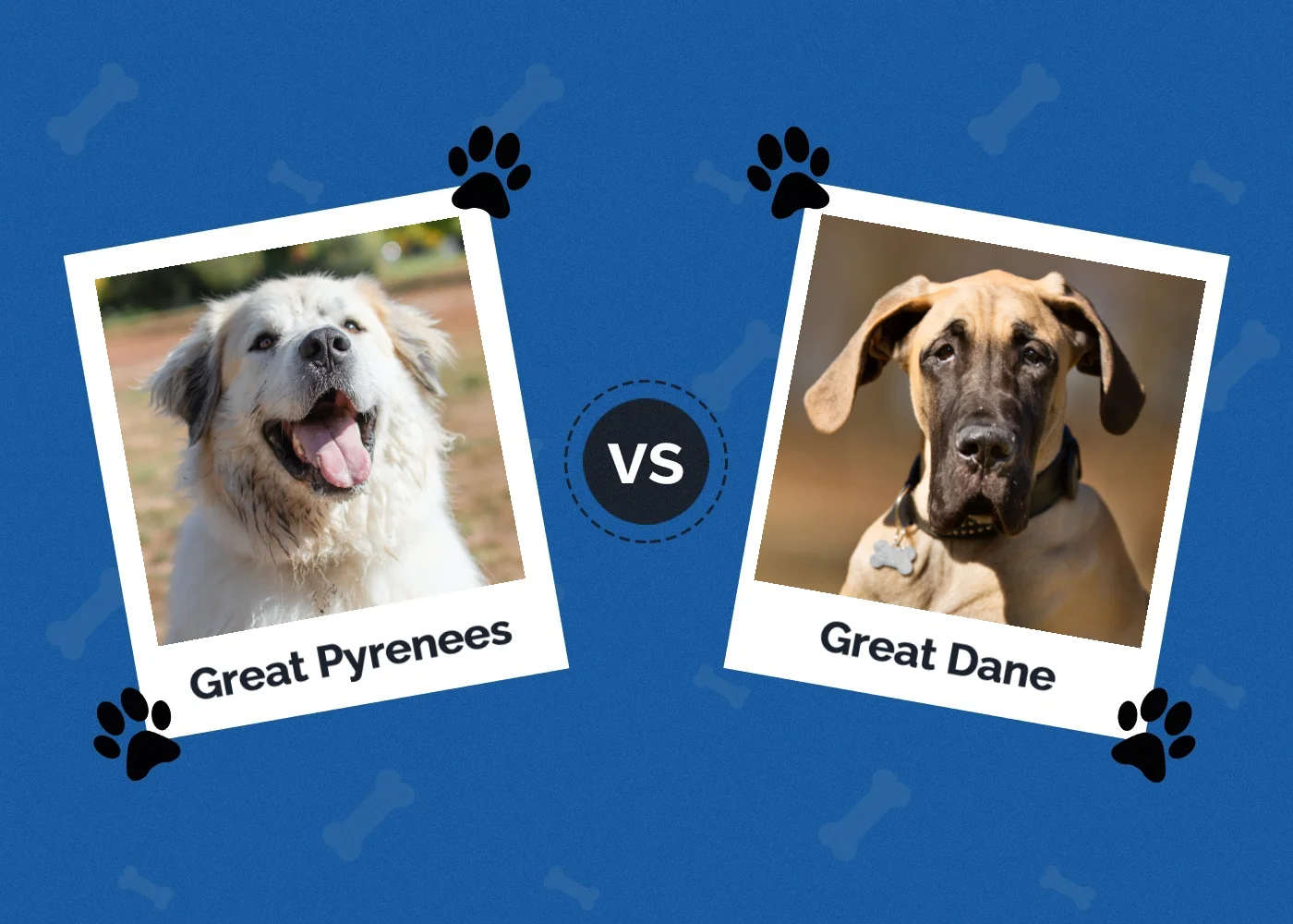 Great Pyrenees vs Great Dane - Featured Image