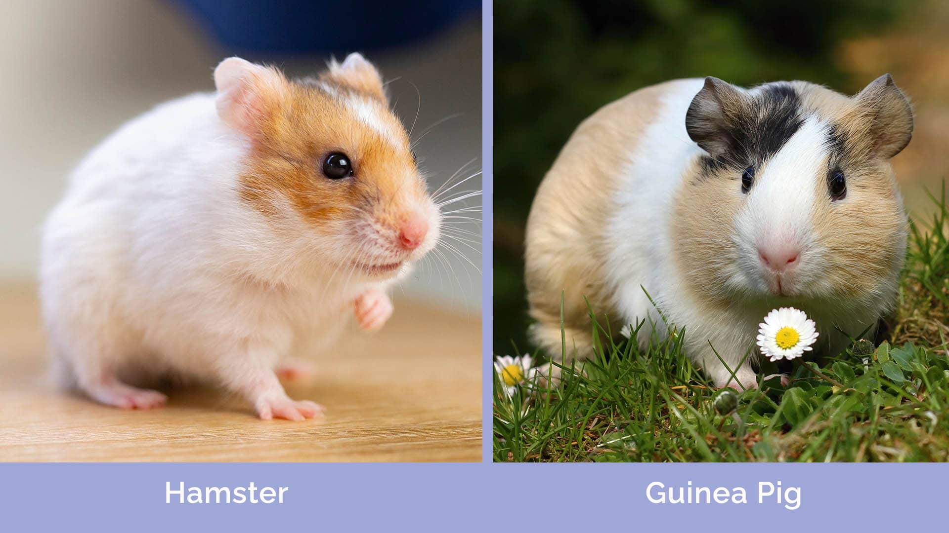 What is the difference between a hamster and a guinea pig