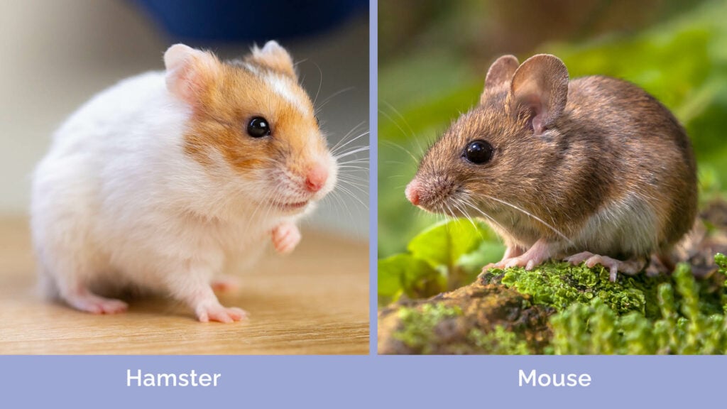 Hamster vs mouse differences explained vet verified info with