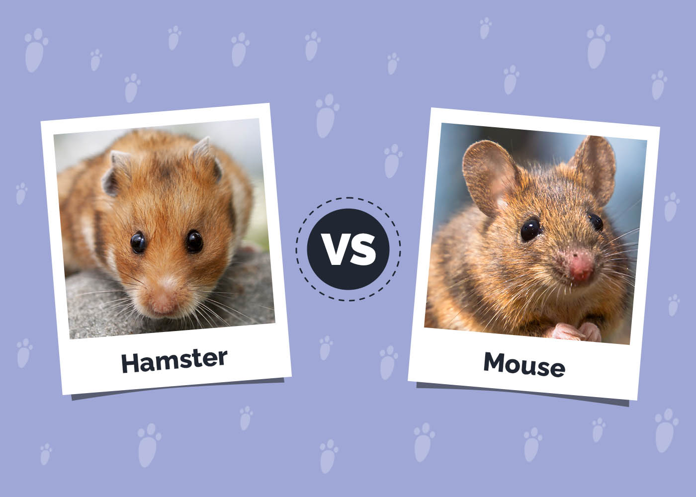 Hamster vs Mouse