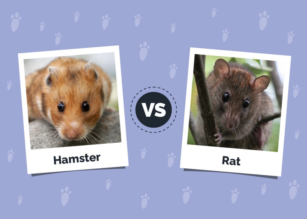 Hamster vs Rat