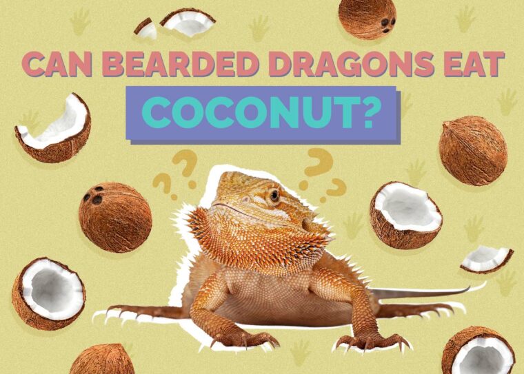Can Bearded Dragons Eat Coconut Vet Approved Facts FAQ Hepper can-bearded-dragons-eat-coconut-vet-approved-facts-faq-hepper
