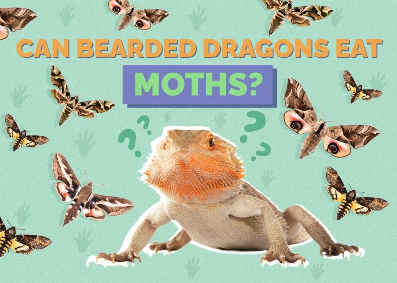 Hepper_Can Bearded Dragons Eat_Moth