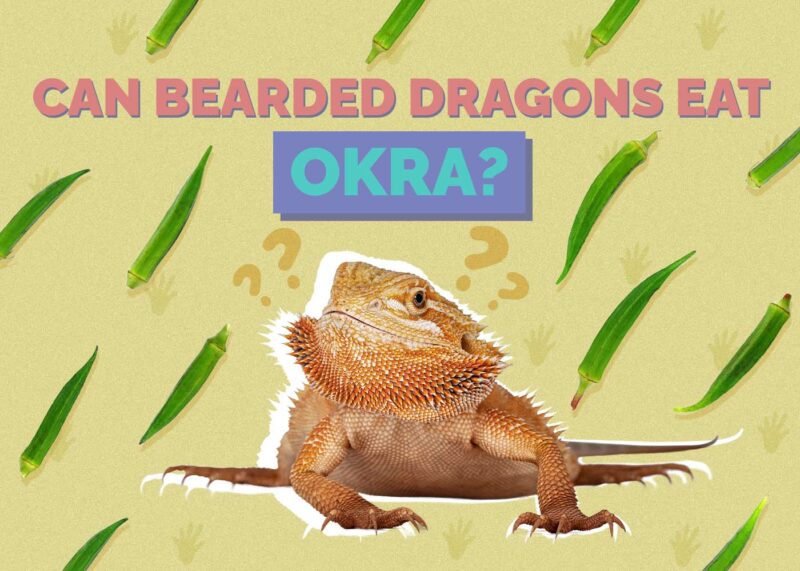 Hepper_Can Bearded Dragons Eat_Okra