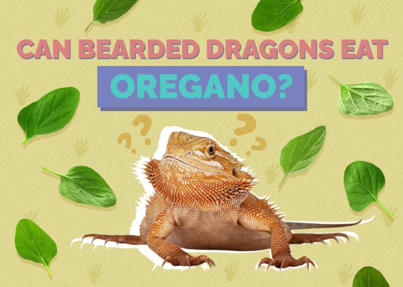 Hepper_Can Bearded Dragons Eat_Oregano