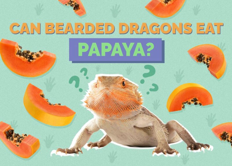Hepper_Can Bearded Dragons Eat_Papaya