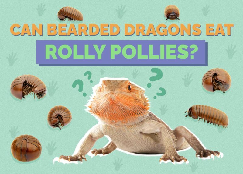 Hepper_Can Bearded Dragons Eat_Rolly Pollies