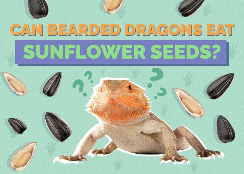 Hepper_Can Bearded Dragons Eat_Sunflower Seeds