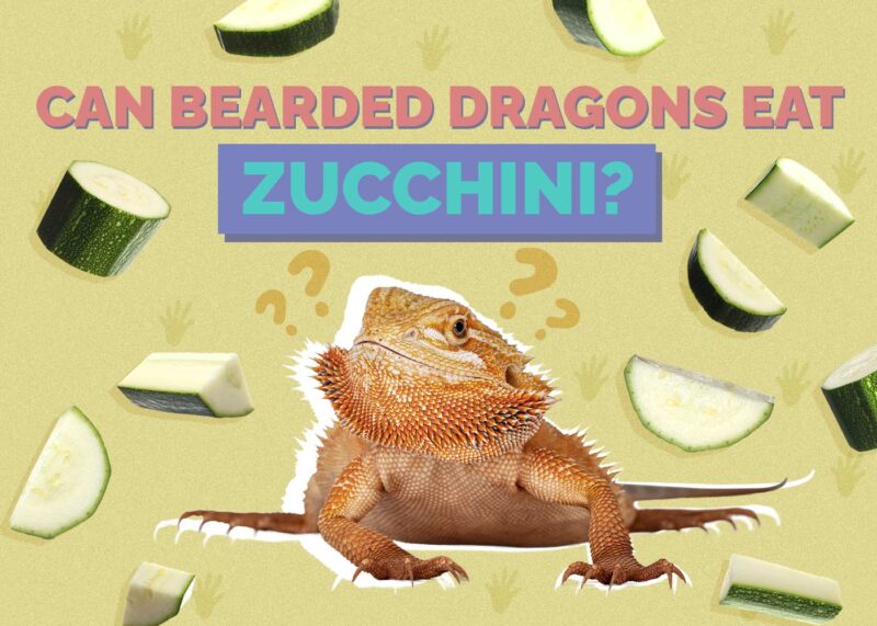 Hepper_Can Bearded Dragons Eat_Zucchini
