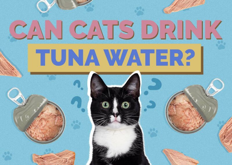 Hepper_Can Cats Drink_Tuna Water