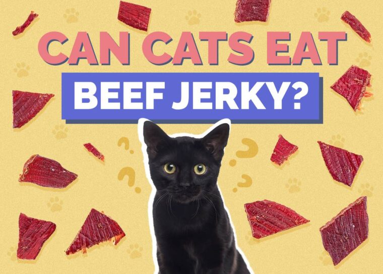 Can Cats Eat Beef Jerky? Vet Approved Facts & FAQ Hepper