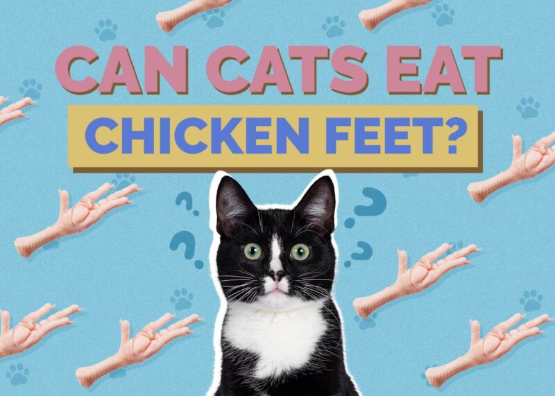 Hepper_Can Cats Eat_Chicken Feet 2024