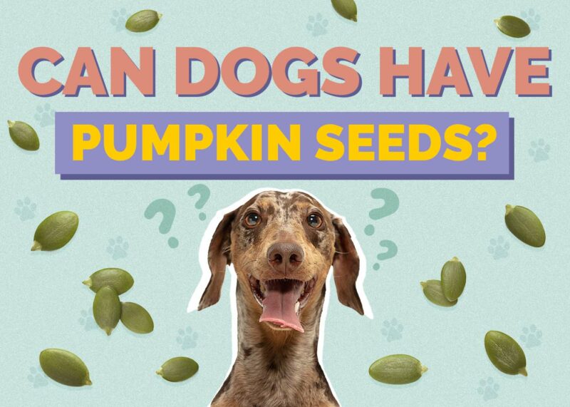 Hepper_Can Dogs Have_Pumpkin Seeds