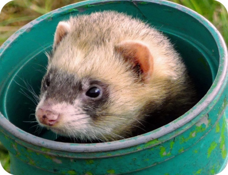 7 Cool Diy Ferret Toy Ideas You Can