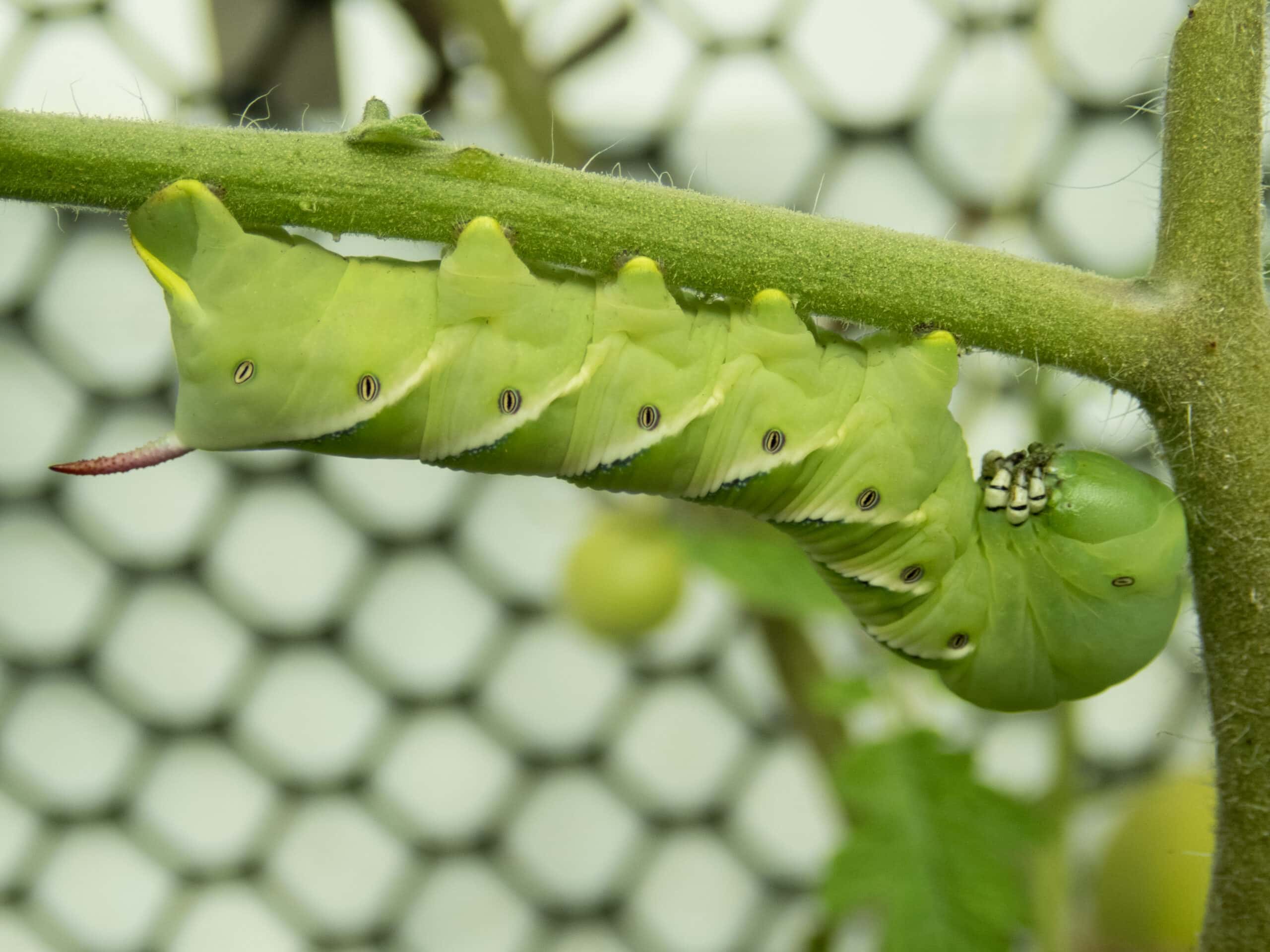 Hornworms