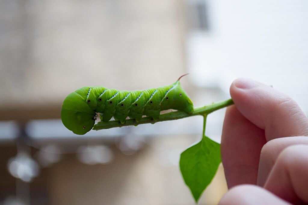 Hornworms