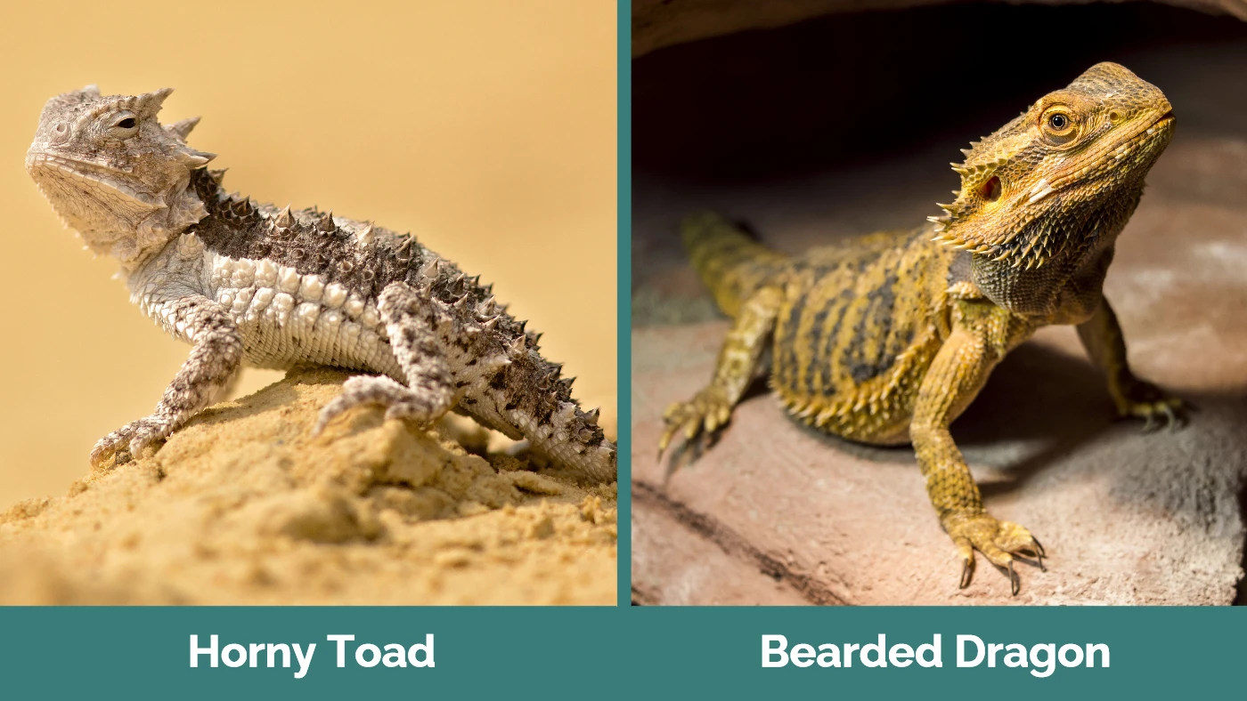 Horny Toad Vs Bearded Dragon
